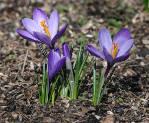 crocus-flower-1